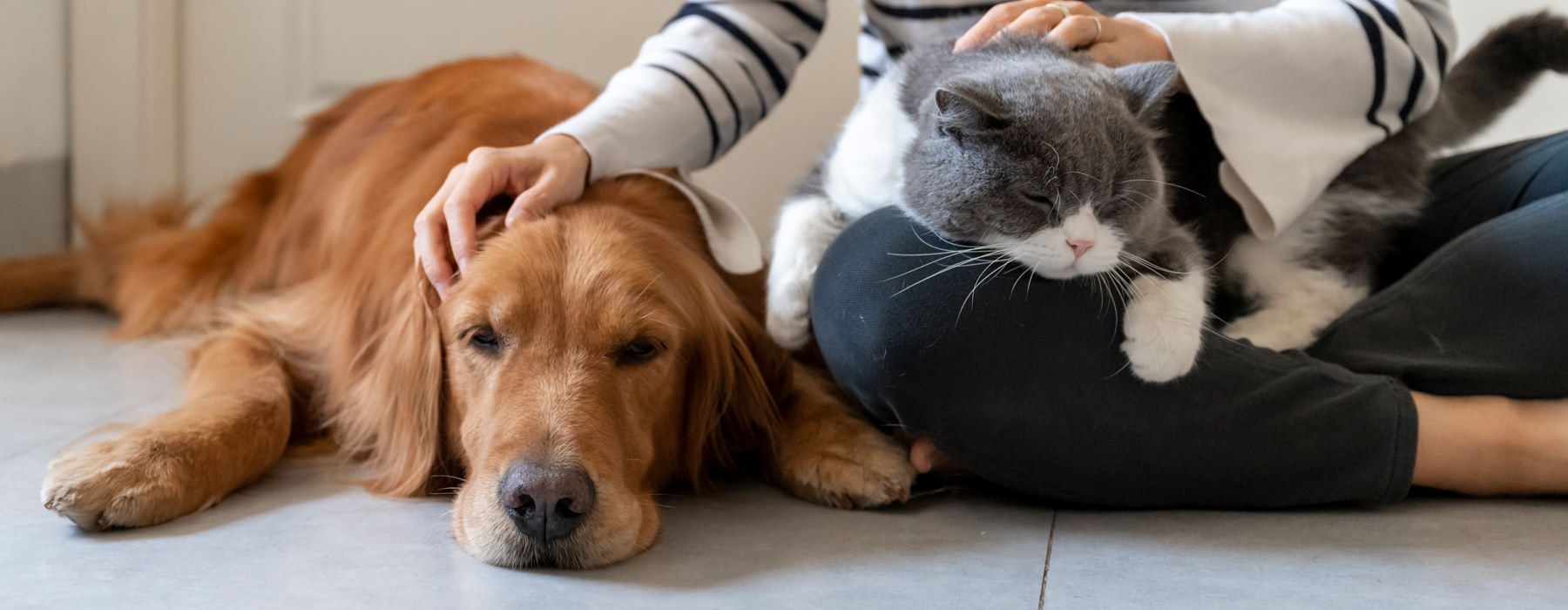 a woman petting a dog and cat